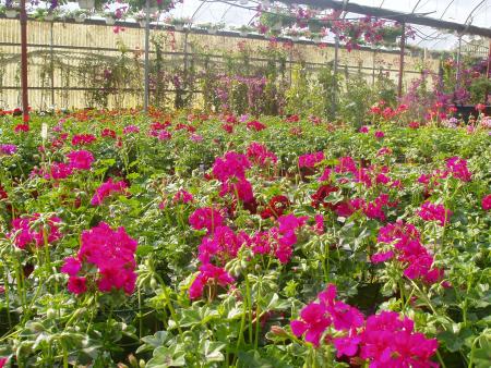 powers flowers